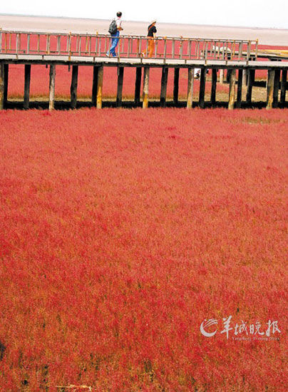 遼寧盤錦紅海灘，面積達9萬畝