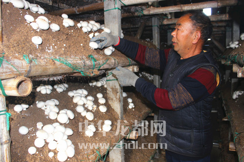 周口項(xiàng)城：食用菌種植基地內(nèi)，工人正在查看雙孢菇長(zhǎng)勢(shì)