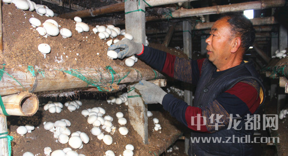 周口項城：食用菌種植基地內(nèi)，工人正在查看雙孢菇長勢